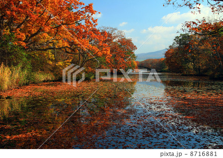函館大沼公園 8716881