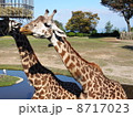 キリン 8717023