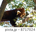 レッサーパンダ 8717024