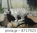 ホワイトタイガー 8717025