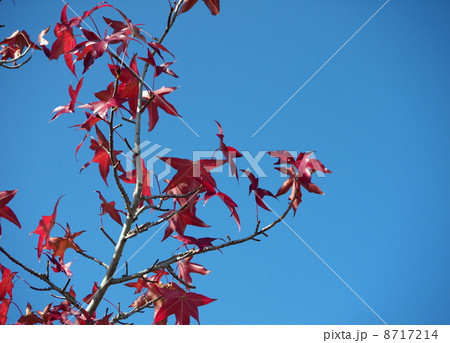 モミジバフウの紅葉と青空 8717214
