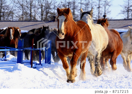 馬追い 馬追い 8717215