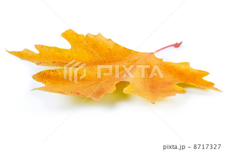 Yellow maple leaf 8717327