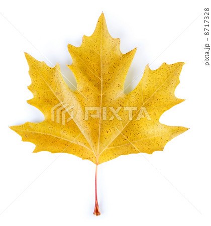 Yellow maple leaf 8717328