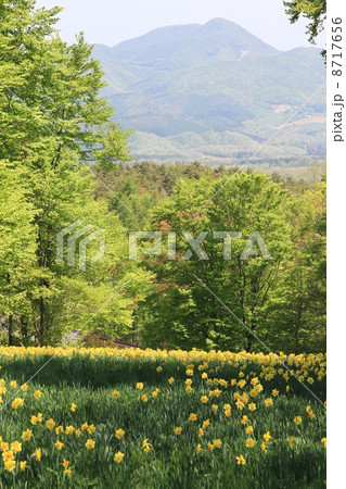 みやぎ蔵王えぼしすいせん祭り みやぎ蔵王えぼしすいせん祭り 8717656