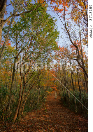 西日に染まる山道 8718169