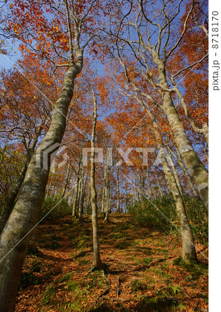 林立する紅葉 8718170