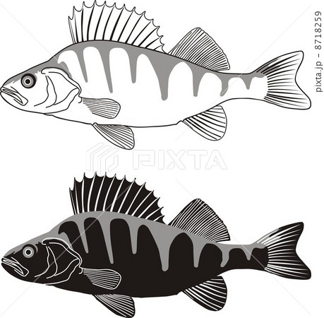 Perch - illustration of freshwater fish 8718259