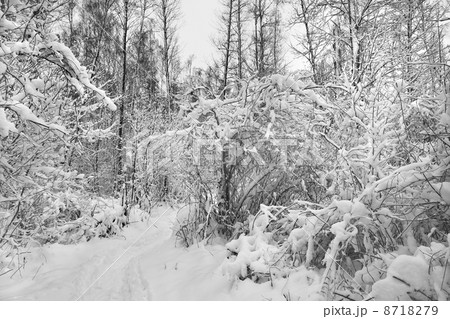Snow-covered forest. 8718279