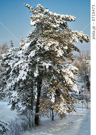 Snowy winter. Snowy winter. 8718473