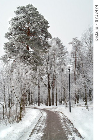 Hoarfrost on trees in frost winter. Hoarfrost on trees in frost winter. 8718474