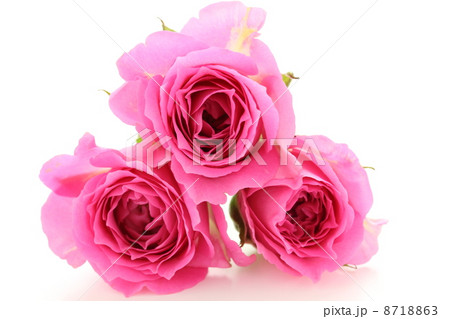 薔薇　カンタービレ 8718863