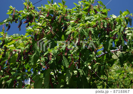 やまびどう 8718867