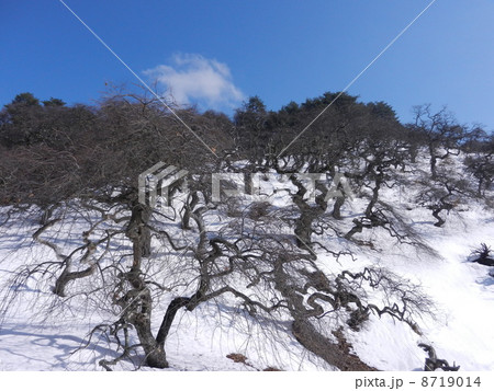 枝垂れ栗 2月 枝垂れ栗 2月 8719014