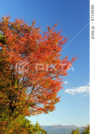 紅葉する桜の木 青空背景の写真素材