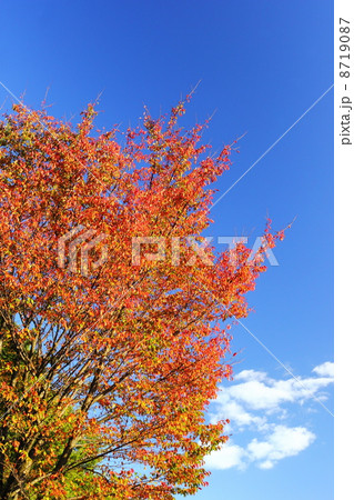 紅葉する桜の木と青空の写真素材