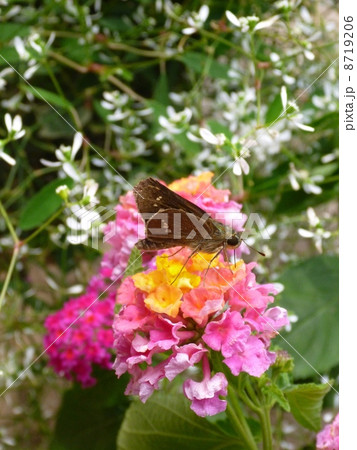 ピンクの花の蜜を吸うチョウチョ かんてんぱぱ 駒ヶ根 の写真素材