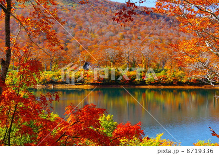 紅葉の須川湖 紅葉の須川湖 8719336
