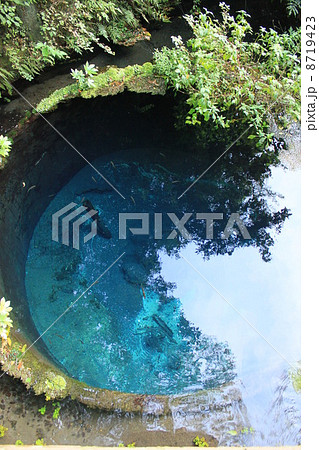 柿田川公園の湧き水1 柿田川公園の湧き水1 8719423
