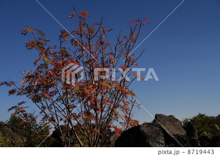 ナナカマドの紅葉 ナナカマドの紅葉 8719443