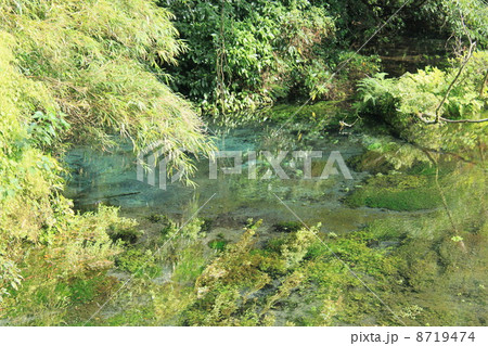 柿田川の湧き間 8719474