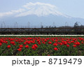 花の都からの富士山２ 8719479