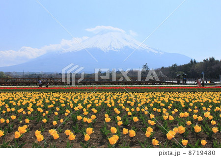 花の都からの富士山3 花の都からの富士山3 8719480
