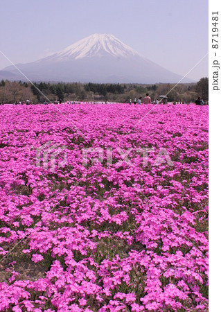 芝桜と富士山４ 8719481