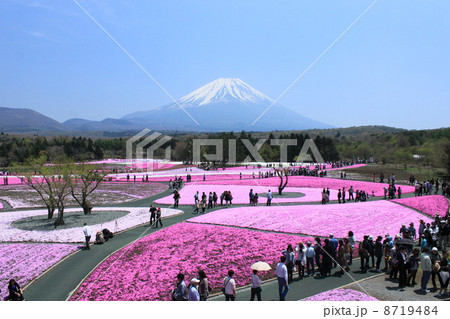 芝桜と富士山１ 8719484