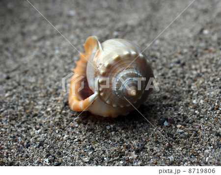 カズラガイ カズラガイ 8719806