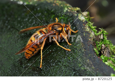 キイロスズメバチ キイロスズメバチ 8720125