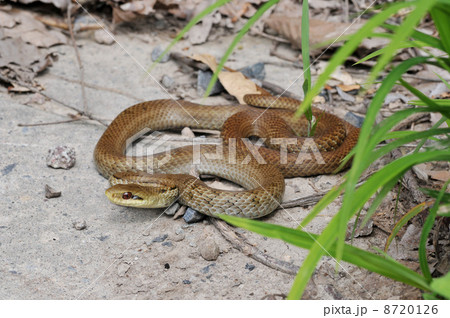 アオダイショウ アオダイショウ 8720126