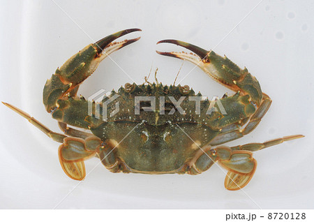 イシガニ 8720128
