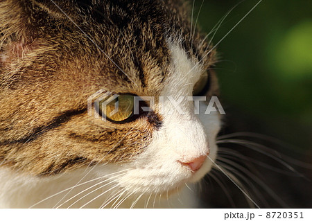 凛々しき猫 8720351