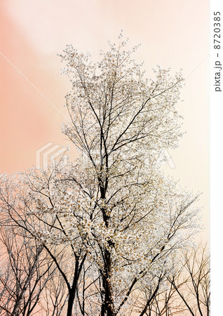 さくら さくら 8720385