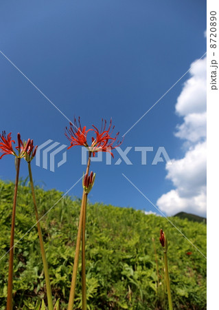 伊王野簑沢のヒガンバナ 8720890