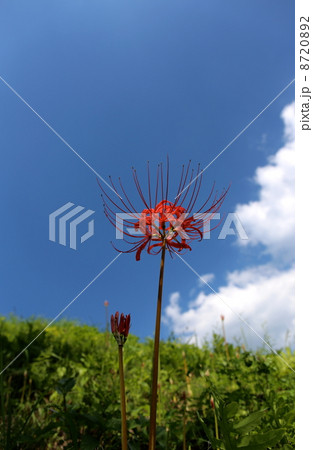 伊王野簑沢のヒガンバナ 8720892