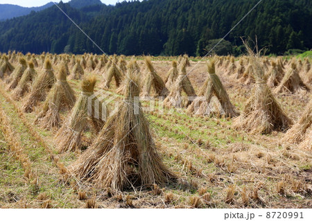 稲藁干し 8720991