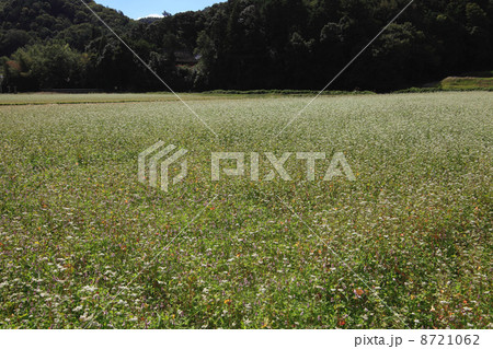 白一面の蕎麦畑 8721062