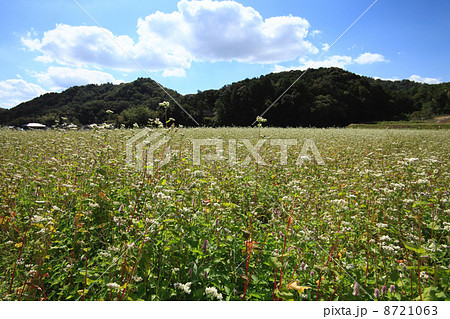 白一面の蕎麦畑 8721063