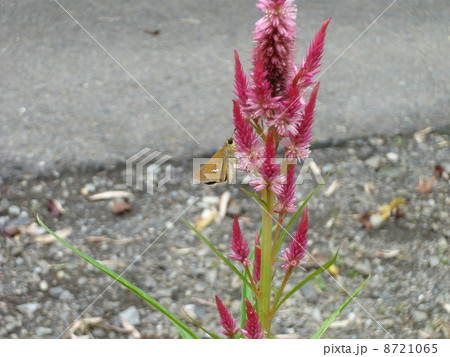 鶏頭とイチモンジセセリ 8721065