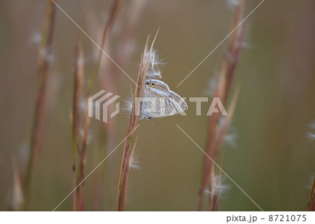ウラナミシジミと秋草 ウラナミシジミと秋草 8721075