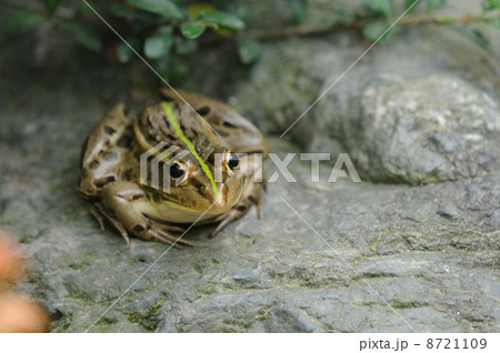 トノサマガエル トノサマガエル 8721109