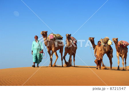 cameleers in desert 8721547