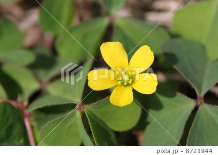 カタバミの花 8721944