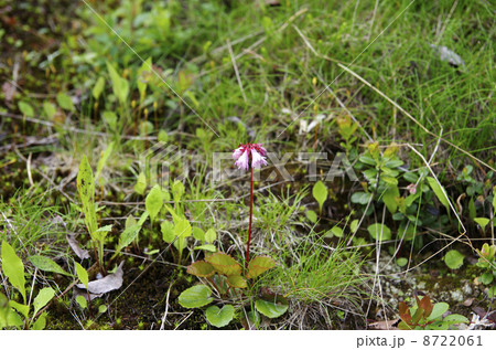 イワカガミ イワカガミ 8722061