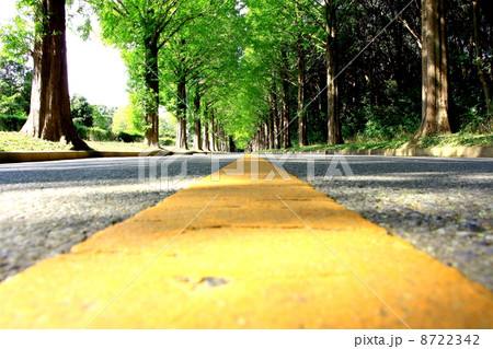 筑波大学ループ道路の並木道 筑波大学ループ道路の並木道 8722342