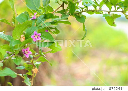 クコの花 8722414