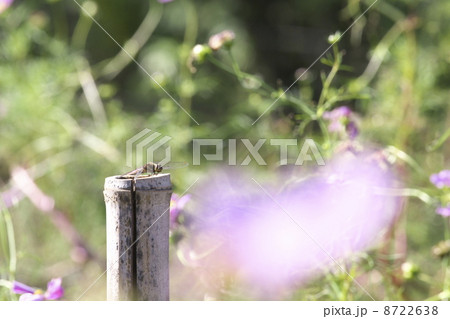 アキアカネと秋桜 8722638