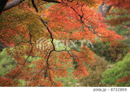 六義園のモミジの紅葉 8722869